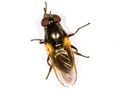 Cheilosia impressa